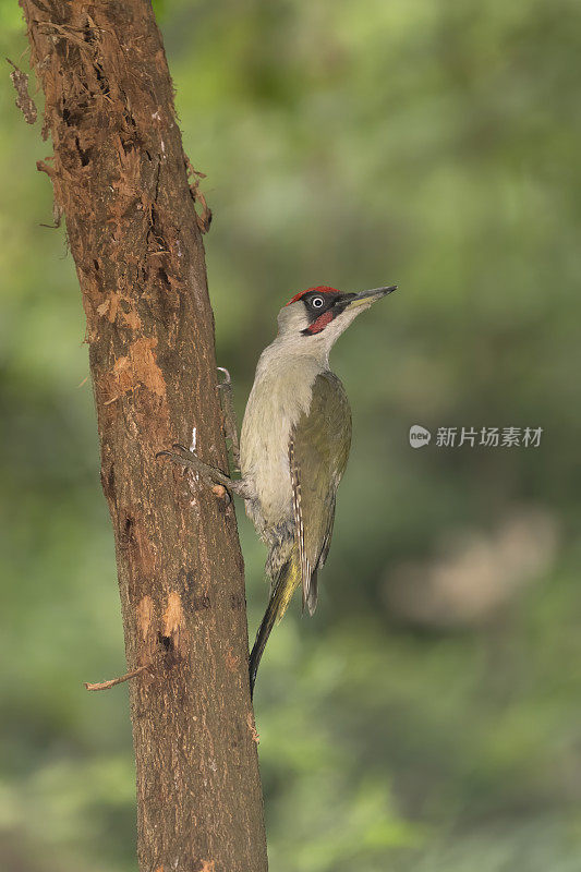 雄性欧洲绿啄木鸟(Picus viridis)